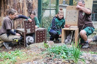 In Limbach-Oberfrohna sind wieder zwei Polarfüchse zuhause - Tierpflegerin Celina Riemann, die Bufdis Jamie Pester und Elisa Kötteritz sowie Tierpfleger Mike Richter (v. l.) öffneten die Transportkisten.