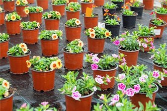 In Lößnitz wird es bunt: Garten- und Naturmarkt wartet auf Besucher - Auf dem Lößnitzer Marktplatz gibt es am Samstag jede Menge Beet- und Balkonpflanzen zu kaufen.