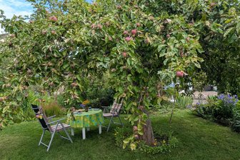 In Müllers Garten gedeiht sie noch - Sachsens Obstsorte des Jahres 2025 - Der alte Apfelbaum in Uwe Müllers Garten in Chemnitz bietet herrlichen Schatten und leckere Früchte. Es ist ein Roter Hauptmannsapfel, Sachsens Obstsorte des Jahres 2025.