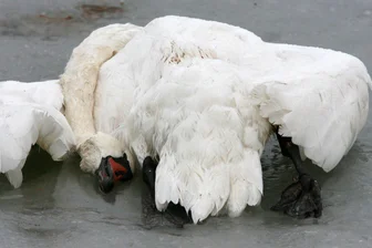 In Nachbarschaft des Vogtlandkreises: Geflügelpest bei mehreren Schwänen in Ostthüringen festgestellt - Schwäne sind im Saale-Orla-Kreis an der Geflügelpest gestorben.