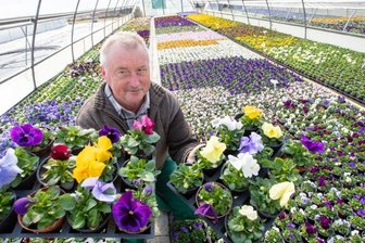 In Neundorfer Gärtnerei wächst das Blütenmeer für Bad Elster - Volker Enk, Seniorchef in der Gärtnerei Schlücker in Neundorf, beginnt mit der Auslieferung für die Frühjahrsbepflanzung. Dieses Jahr sollen die Anlagen in Bad Elster und Bad Brambach zum Teil wieder nach historischen Plänen bepflanzt werden: kleinere, zartere Blüten weisen die Sorten auf. 