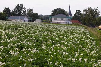 In Oberwiera wird aus Ackerland ein Solarpark: Jetzt sprechen die Landwirte - Dort, wo jetzt noch Kartoffeln angebaut werden, ist ein Solarpark geplant. Rechts ist die Verbindungsstraße zwischen Oberwiera und Neukirchen zu sehen.