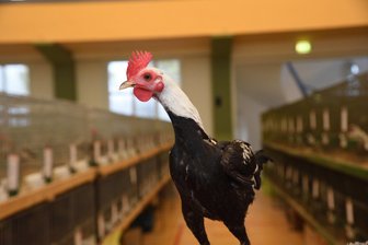 In Oelsnitz gurrt es am Wochenende im alten Penny - In Oelsnitz werden am Wochenende Rassegeflügel und Rassekaninchen gezeigt - erstmals im Ex-Penny-Markt.