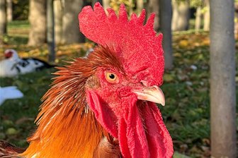 In Pappendorf geht es um das liebe Federvieh - Geflügel steht im Fokus des Treffens von Züchtern und Hobbyhaltern im Gasthof Hirschbachtal in Pappendorf.