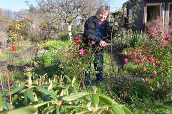 In Sachsens schönster Anlage sprießen neue Ideen - Der Herbst wird zum Verschneiden von Pflanzen genutzt. Anke Stolle hat ihren Garten am Gladiolenweg. Über den Sieg der Anlage "Waldfrieden" beim Landeswettbewerb freut sie sich wie alle Gartenbesitzer.