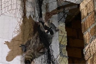 In Taubennetz gefangen: Polizei rettet Waschbären aus luftiger Höhe - Der Waschbär kurz vor seiner Rettung: Da hing er und konnte sich nicht mehr befreien.