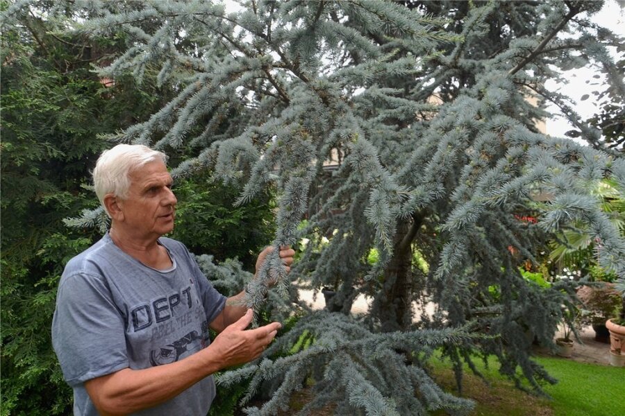 In versteckter Auerbacher Oase gedeihen Zeder, Palme, Baumfarn und Co. - Joachim Tirschmann an seiner Zeder - der Baum ist seit 28 Jahren im Auerbacher Garten verwurzelt. 