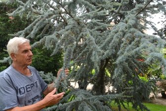 In versteckter Oase gedeihen Zeder, Palme, Baumfarn und Co. - Joachim Tirschmann an seiner Zeder - der Baum ist seit 28 Jahren im Auerbacher Garten verwurzelt.