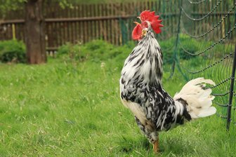 In welchem Vogtlanddorf die Hähne um die Wette krähen - Am Sonntag geben die Hähne in Irfersgrün ihr bestes.