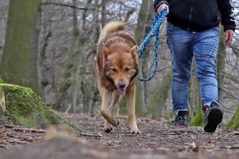 Initiative zur Hundesteuer-Befreiung in Auerbach findet keine Mehrheit - Hundesteuer in Ausnahmen für das erste Jahr erlassen? Nicht in Auerbach.
