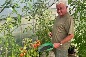 Innovation aus Niederfrohna: Warum das bei der Chemnitzer Klärschlamm-Entsorgung keine Rolle spielt - Gert Sommer aus Limbach-Oberfrohna nutzt das „Karbonisat“ aus der Kläranlage in Niederfrohna für seine Tomaten.
