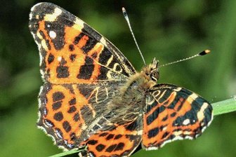 Insekt des Jahres gibt den Fachleuten Rätsel auf - Ein Landkärtchen aus der Frühjahrsgeneration.