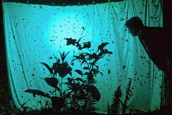 Insekten-Lichtfang in Langenbernsdorf: Mit Leuchtstoffröhren und Bettlaken Nachtfaltern auf der Spur - Leuchtstoffröhren und weißes Bettlaken machen die Nachtfalter sichtbar.