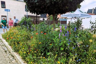 Insekten-Paradiese im Erzgebirge: Warum ein wenig Wildwuchs im Garten nicht schaden kann - Direkt an der Friedrichstraße in Thalheim blüht es mächtig. Sylvia Schlicke zeigt den Besuchern Barbara und Wolfram Queißner die Wildblumenfläche, eine von drei Lebensinseln auf dem Gelände der Stiftung Tholm.