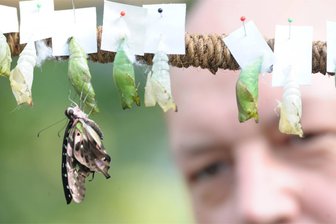 Insektenfest im Botanischen Garten Chemnitz - Insekten, zu denen Schmetterlinge (im Bild ein Schwalbenschwanz) gehören, ist eine Aktion im Botanischen Garten Chemnitz gewidmet.