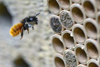 Insektenhotels auf dem Gelände des Verkehrsverbunds in Auerbach aufgestellt - Zwei Insektenhotels (hier ein Symbolbild) stehen seit kurzem beim Verkehrsverbund in Auerbach.