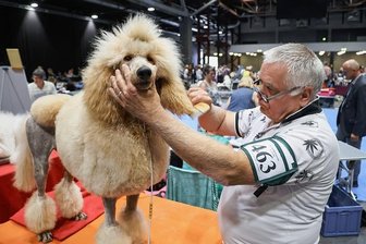 Internationales Hunde-Schaulaufen in der Messe Chemnitz - Gestatten: Yoko, ein von Herrchen Robert Szopa präsentierter Großpudel aus Berlin. Der sogenannte Continental-Schnitt soll den Vierbeiner an den wichtigsten Stellen vor Kälte schützen - wenn's draußen mal wieder kühler wird.