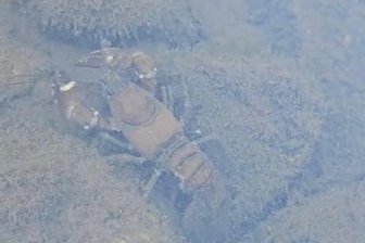 Invasive Krebsart erstmals in der Chemnitz gesichtet - Signalkrebs schwimmt in „Helgoland“ im Wasser der Chemnitz.