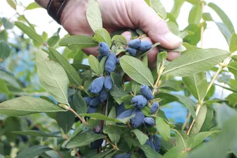 Ist die Sibirische Blaubeere das neue Superfood? - Die Haskapbeere wächst an Sträuchern.