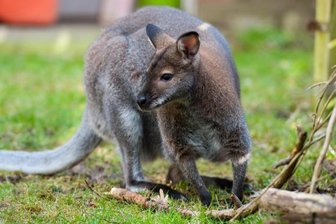 Ist es das vermisste Tier? Jäger entdeckt Känguru in Baden-Württemberg -