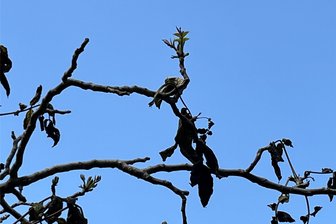 Ist mein Baum trotz Frostschäden noch zu retten? - Dieser frostgeschädigte Walnussbaum in Dresden treibt schon wieder aus.