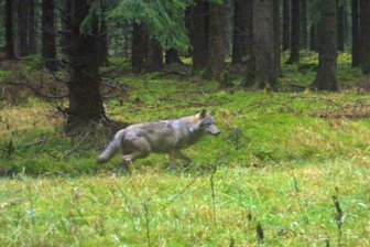 Ist nach rund 200 Jahren wieder ein Wolf in der Region sesshaft? - Das ist das vorerst letzte Foto des Wolfes, der zwischen Großrückerswalde und Rübenau ansässig geworden sein könnte. Aufgenommen wurde es am 24. November von einer Wildkamera. 