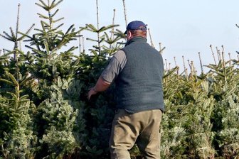 Ist weniger mehr? - So konsumiert Westsachsen - Achten die Menschen in der Region an Weihnachten auf den Klimaschutz? Diese Frage hat die "Freie Presse" in Westsachsen gestellt, auch beim Thema Weihnachtsbäume.