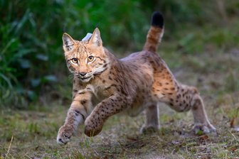 Jäger über Wölfe und Luchse im Vogtland: „Die gehen sich aus dem Weg" - Im Forstbezirk Eibenstock sind bereits mehrere Luchse ausgewildert worden. Weitere sollen in diesem Jahr folgen. Im angrenzenden Vogtland sind Luchse nur selten anzutreffen – doch es gibt sie.
