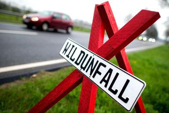 Jährlich rund 1500 Wildunfälle im Vogtland und Landkreis Zwickau: Was die Polizei jetzt empfiehlt - Die Polizei warnt vor der wachsenden Gefahr von Wildunfällen im Herbst.