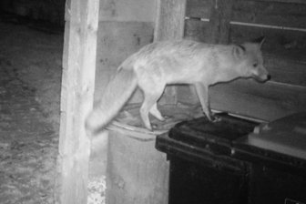 Jagd auf Füchse im Winter im Vogtland: „Es ist nötig, die Bestände zu dezimieren“ - Füchse suchen nach Nahrung, wenn sie in der Natur nicht viel finden.