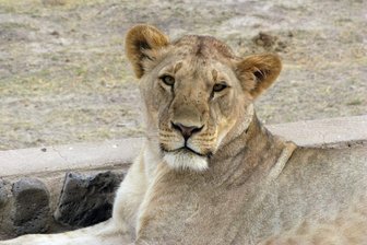 Jagd auf Löwin von Kleinmachnow: Darf man Raubkatzen privat halten? - 