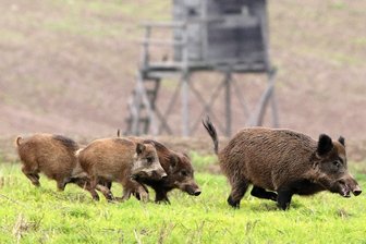 Jagdbilanz: Wildschweine fühlen sich sauwohl -  Hasen kommen zurück - Unverändert hoch ist der Bestand an Wildschweinen. Der zurückliegende Winter hat den Tieren keine Probleme bereitet. Es war weder zu kalt, noch gab es zu wenig Nahrung. So überlebte viel Nachwuchs. 