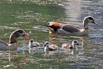 Jagdpacht in Gersdorf ist vergeben: Gibt es Wölfe? Und wie gefährlich sind eigentlich Nilgänse? - Größere Sorge als der Wolf macht dem Jäger derzeit ein vermeintlich harmloses Tier: die Nilgans.
