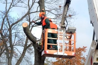 Jagdschänkenstrasse: Amt lässt neun Bäume fällen -