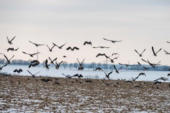 Jagdverband Hainichen: Auf Brut- und Setzzeit Rücksicht nehmen - In Orten wie dem Striegistal wird auf Brut- und Setzzeit hingewiesen.