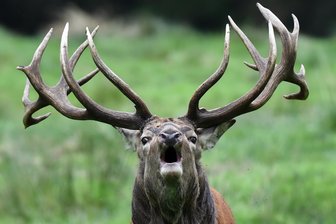 Jagdwilderei: Hirsch in Nassau erschossen - Zeugen gesucht -