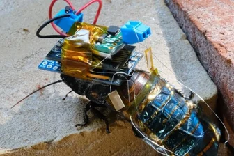 Japaner entwickeln ferngesteuerte Schaben - Mit winzigem drahtlosen Steuermodul und Mikro-Solarakku ausgestattet: die Cyborg-Kakerlake.