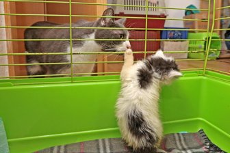Jerry-Blue adoptiert verwaiste Kätzchen: Kater aus Zwickau wird zu Internet-Star - Eins der Findel-Kätzchen fiept, und Kater Jerry-Blue ist sofort da: Alltag auf der Pflegestelle in Wilkau-Haßlau.