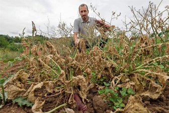 Jetzt auch noch Schädlinge: Wie Glauchauer Biobauern allen Krisen die Stirn bieten - Schädlinge, begünstigt durch die Hitze- und Trockenperiode, haben auf dem Biohof Pöschmann in Glauchau ihre Spuren hinterlassen. Michael Pöschmann blickt auf seine befallenen Pflanzen. Verkaufen kann er diese nicht mehr.