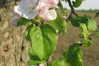 „Jetzt fängt das schöne Frühjahr an“: Marbacher Posaunenchor lädt zum Benefizkonzert - Die Apfelblüte zeugt auch in Marbach vom Frühling.