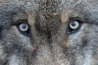 Jetzt ist es amtlich: Erstmals ein Wolf in der Region nachgewiesen -