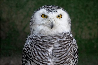 Jetzt ist es raus: Schleiereule hält Einzug im Freiberger  Tierpark - Eine Schneeeule - hier ein Foto von einer Schneeeule aus dem Tiergehege Thum - hat Einzug im Freiberger Tierpark gehalten. 