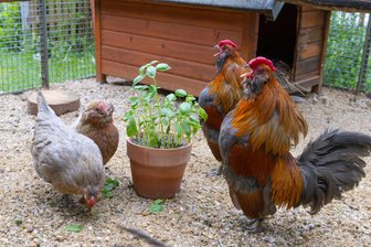 Jetzt kräht es: Tierheim-Team im Erzgebirge kümmert sich um ungewöhnliche Bewohner - Das Team des Tierheims „Neu-Amerika“ kümmert sich zurzeit auch um Zwerghühner.