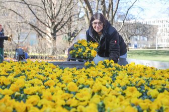 Jetzt wirds bunt: Wie der Frühling in die Chemnitzer City kommt -