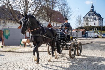 Jößnitz erlebt große Schau der Zuchthengste - Gestütshauptwärter Falk Schütze fuhr am Sonntag mit Capitano - er gehört zu der Gruppe des Schweren Warmblutes - in Jößnitz vor.