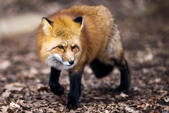 Joggerinnen in Siegen von Fuchs attackiert  - 