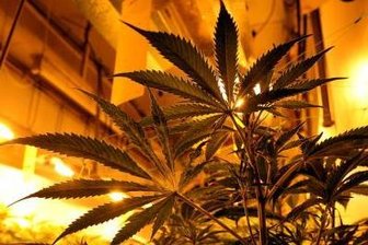 Johanngeorgenstadt: Zoll beschlagnahmt 400 Gramm Marihuana -
