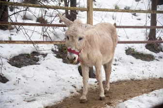 Josy, 40, Chefin im Gehege: Wie die älteste Eselin im Klingenthaler Tierpark über den Winter kommt - Stute Josy ist die älteste Bewohnberin im Tierpark Klingenthal. Sie ist 40 Jahre alt und hat damit für einen Esel ein sehr hohes Lebensalter erreicht.