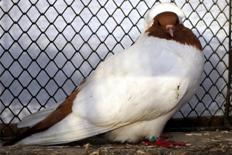 Jubiläumsschau der Geflügelzüchter in Unterreichenau - Eine rassige Taube.