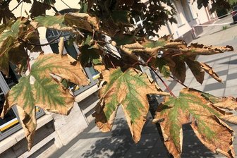 Junge Bäume brauchen Wasser: Stadt bittet Zwickauer um Mithilfe - Das Garten- und Friedhofsamt und das Umweltbüro bitten die Zwickauer um Mithilfe beim Bewässern der Jungbäume im Stadtgebiet.
